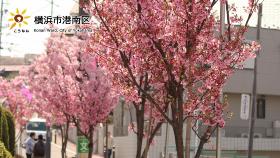 港南桜道