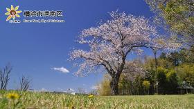 上永谷緑地の一本桜