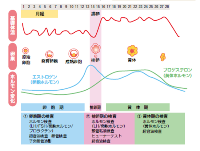 基礎体温とホルモン検査・検査の図