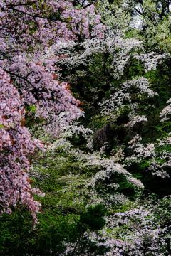 日野公園墓地　桜山