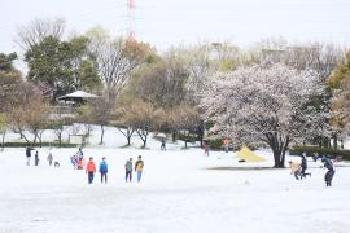 雪桜