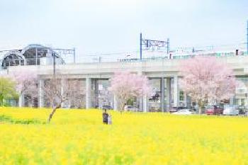 町の心意気がつくる春景色