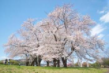 中川八幡山公園