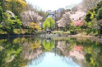 三ツ池公園　水面に映える桜