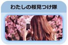 ２０２１年横浜市交通局「わたしの桜見つけ隊」特設ページ