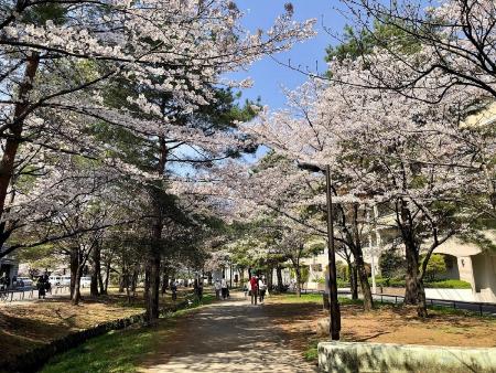 山田富士公園