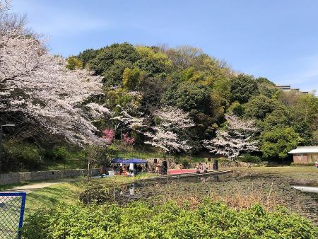 山田富士公園の桜