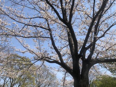 山田富士公園