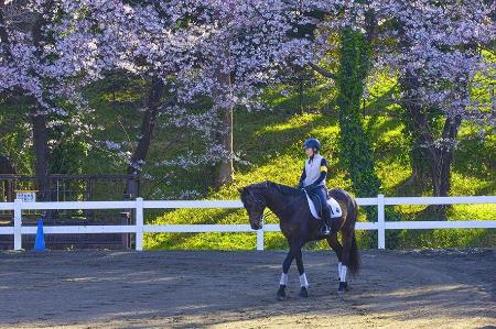 三ツ沢公園の馬