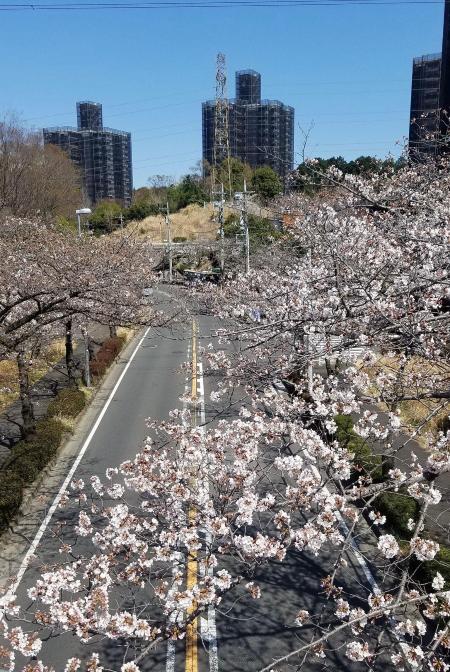 若葉台近隣公園前バス停付近