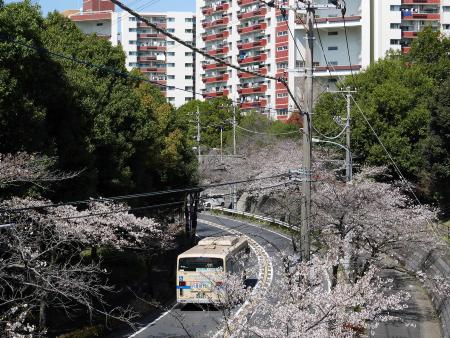 若葉台近隣公園前バス停付近のバスと桜