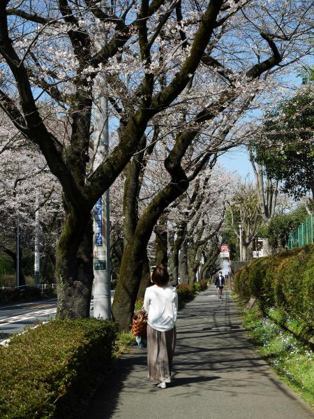 若葉台近隣公園前バス停付近の桜その2