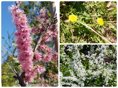 若葉台近隣公園前バス停付近の花