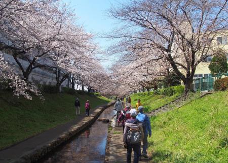 江川せせらぎ緑道