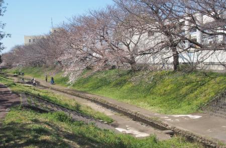 江川せせらぎ緑道