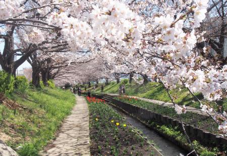 江川せせらぎ緑道