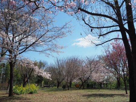 日吉の丘公園