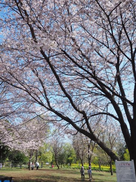 日吉の丘公園