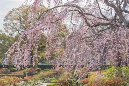 山下公園の桜