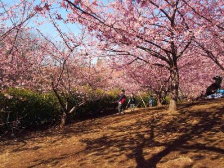 茅ケ崎公園