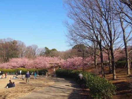 茅ケ崎公園