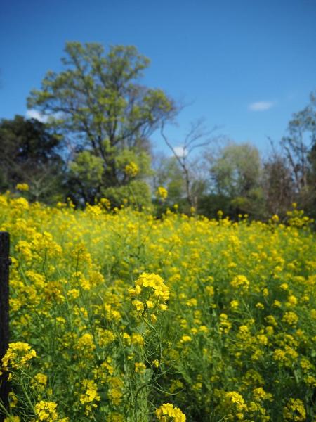 日吉の丘公園