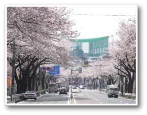 「十日市場の桜風景-満開を迎えた桜-環状4号線十日市場駅付近から十日市場交差点方向を望む」