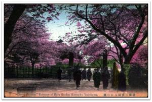 横浜三渓園入口の桜