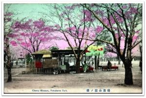 横浜公園ノ桜