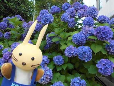 あじさいうさぽん1