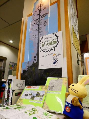 2024年6月ミニ展示「上永谷の巨大植物」
