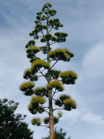 上永谷のリュウゼツラン