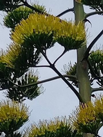 上永谷のリュウゼツランの花