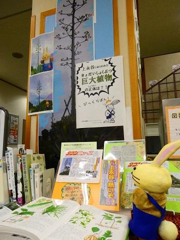 港南図書館リュウゼツラン展示