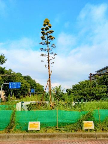 リュウゼツラン満開