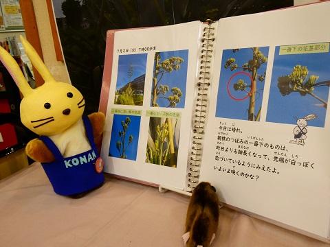 リュウゼツラン観察日記の見開き