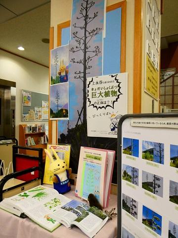 １階リュウゼツランの展示コーナー