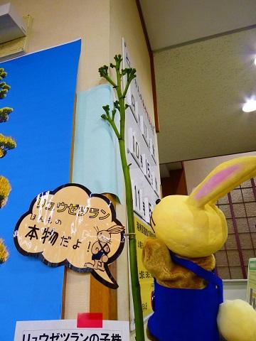 子株のつぼみ