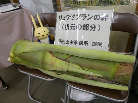 リュウゼツランの根元から70センチメートル部分