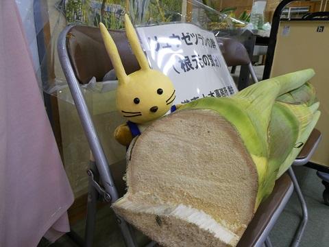 リュウゼツランの根元断面20センチメートル