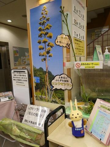 港南図書館１階リュウゼツランコーナー