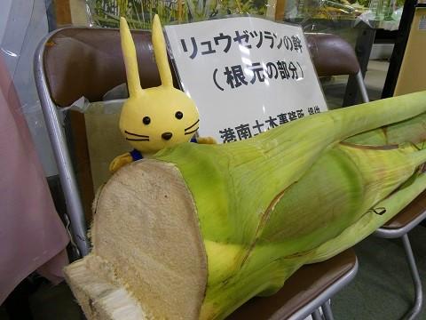 伐採直後の8月30日のリュウゼツラン花茎写真