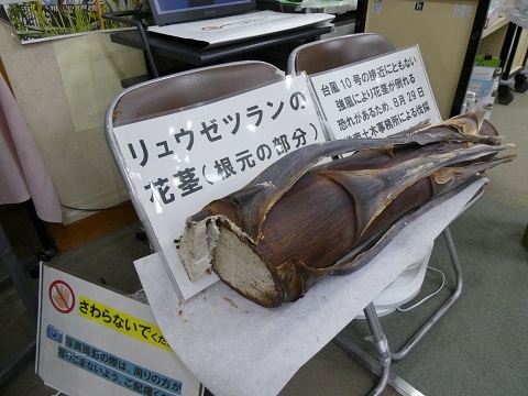 11月現在のリュウゼツランの写真