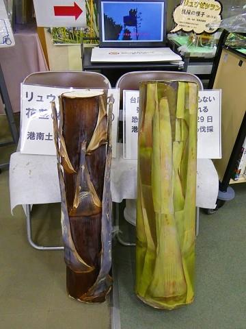 花茎の実物と模型を並べた写真