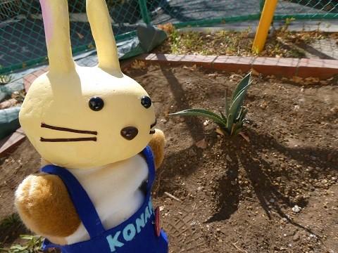永野小校庭に植えられたリュウゼツラン