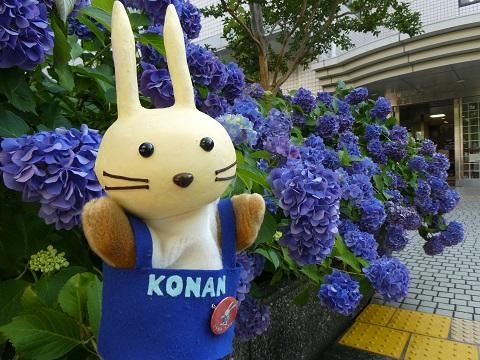 図書館入り口前のあじさい