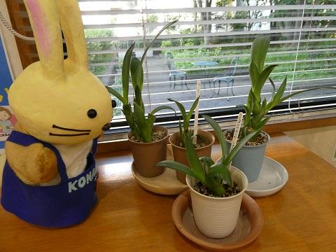 リュウゼツランの芽を栽培中