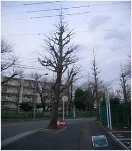 イチョウせん定後
