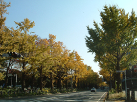 現在の山下公園通のイチョウ並木