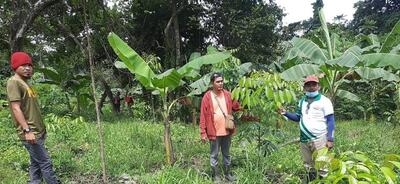 フィリピン　ミンダナオ島での植樹